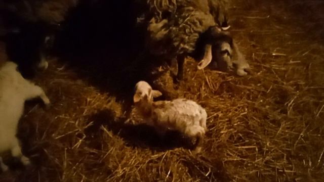 Дом у озера. Новорожденный вечером. 22.04.2026.