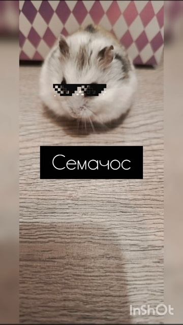 мой хомячок говорит
