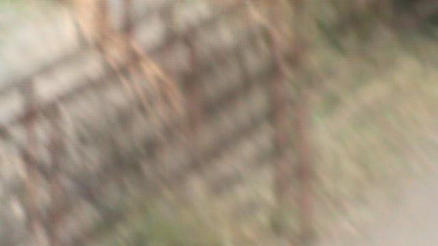 137з ДЕНДАРИ ПАРК СОЧИ