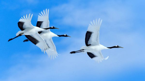 Нам нужен мир... А.Тюрин О.Ахметова