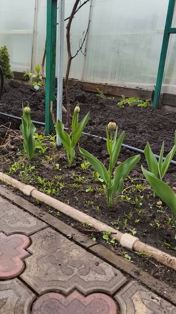 тюльпаны кальциевая подкормка третий день 24 апреля теплица дача садоводничество огород