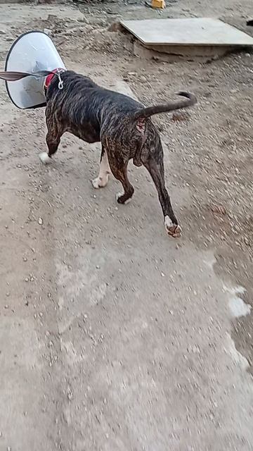 Бандерос  Шереметьевский приют  собаки в дар