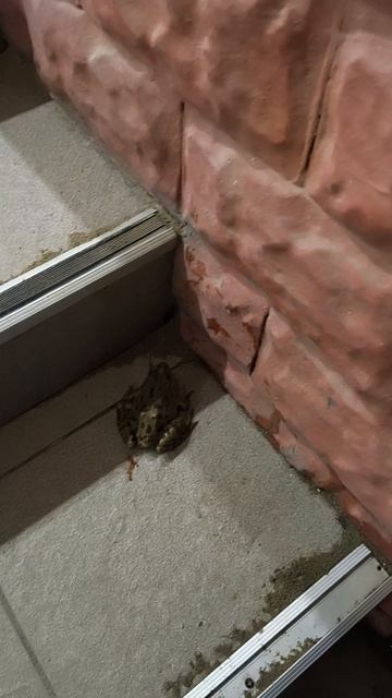 В Крыму проснулись лягушки-квакушки.