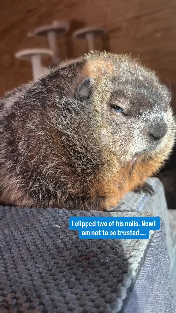 видео Милые животные