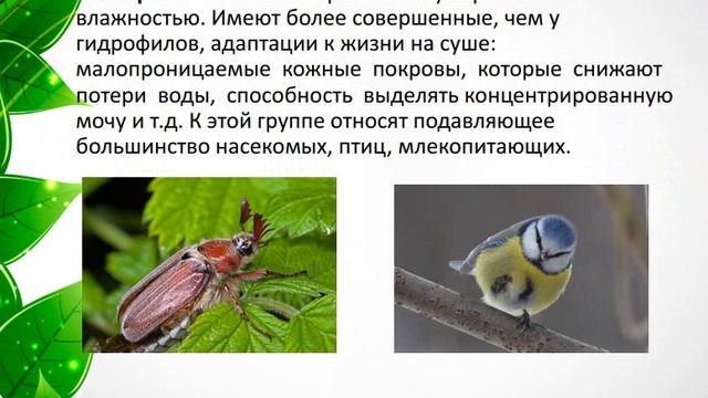 Биология. Абиотические факторы. Сербина С.Е.