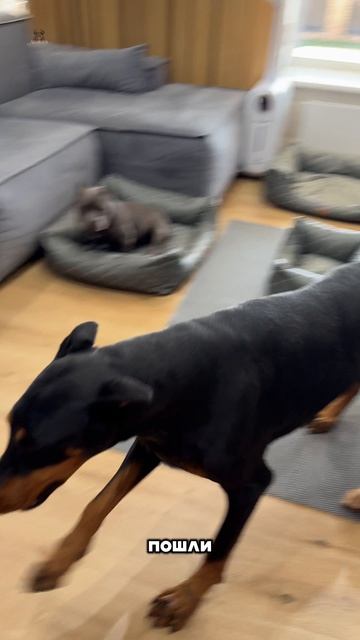 Я запретил собакам ходить и вот что из этого получилось! 
