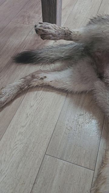 С посвещением Велеса теперь он настоящая собака русскийвольфхунд собаки собака щенки