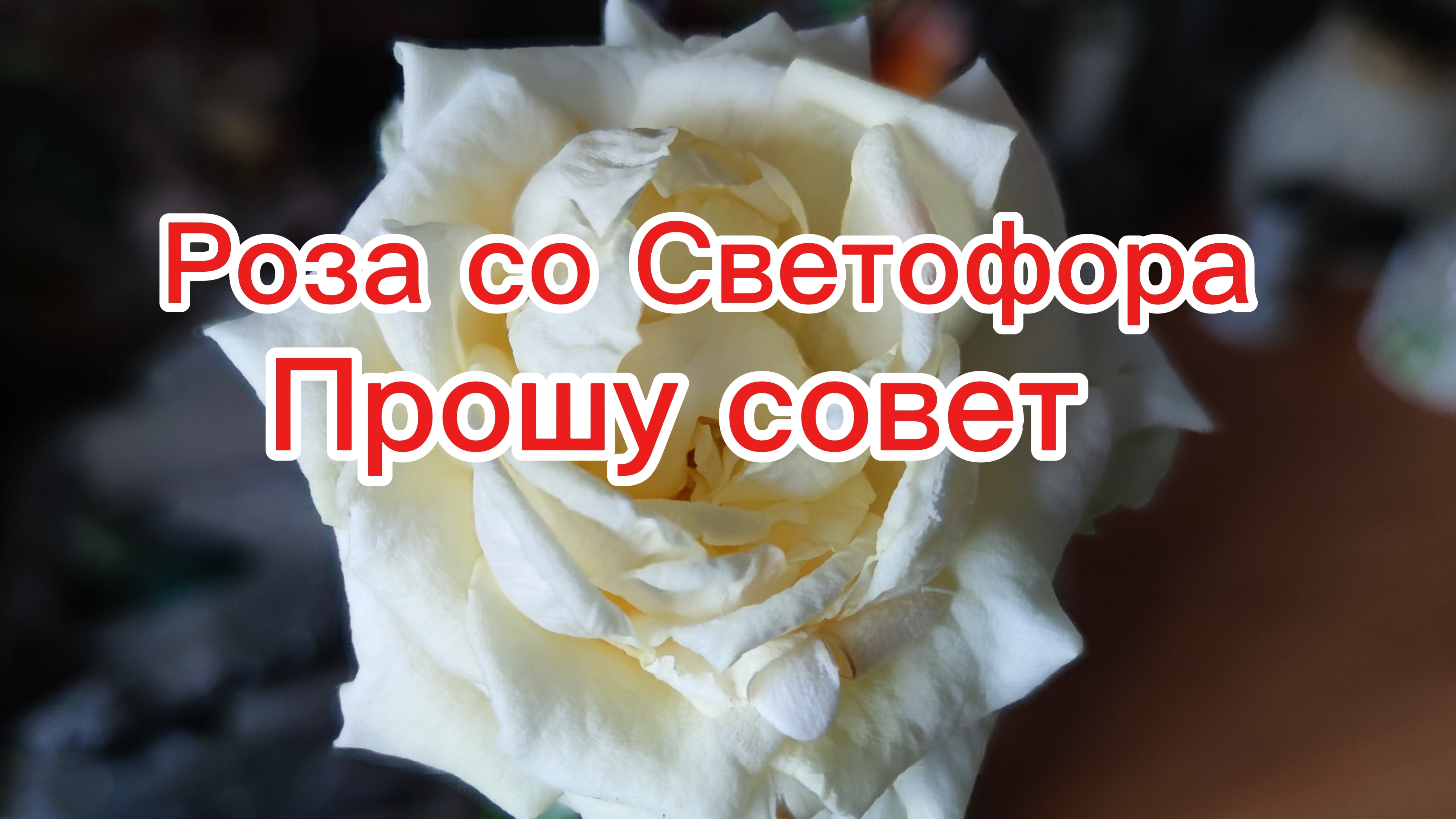 Неадекваты на дорогах  Роза со Светофора.. Прошу совет