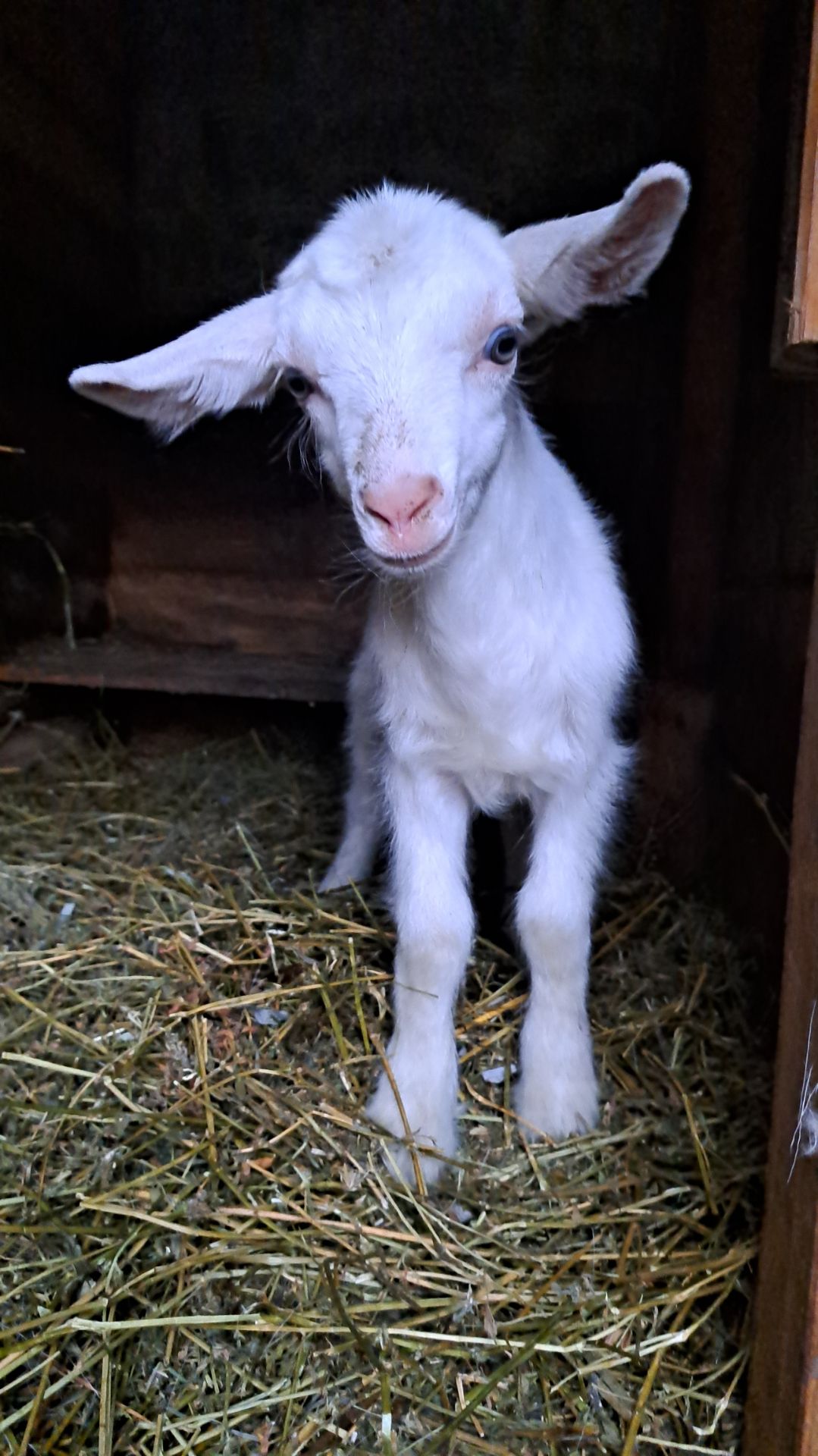 Козьи попрыгушки