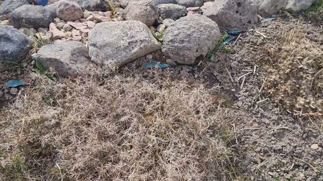 На даче 24.04.26г.Обзор цветников!Делаю дорожку в теплице.