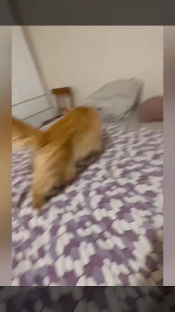 Фоукс Чаритон Кун