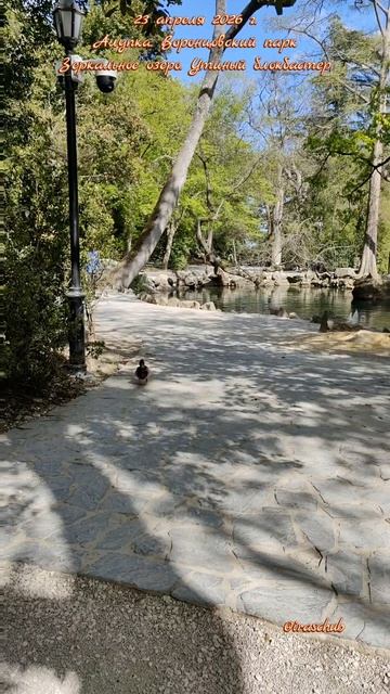 23 апреля 2026 г. Алупка. Воронцовский парк. Зеркальное озеро. Утиный блокбастер ялта2026 алупка