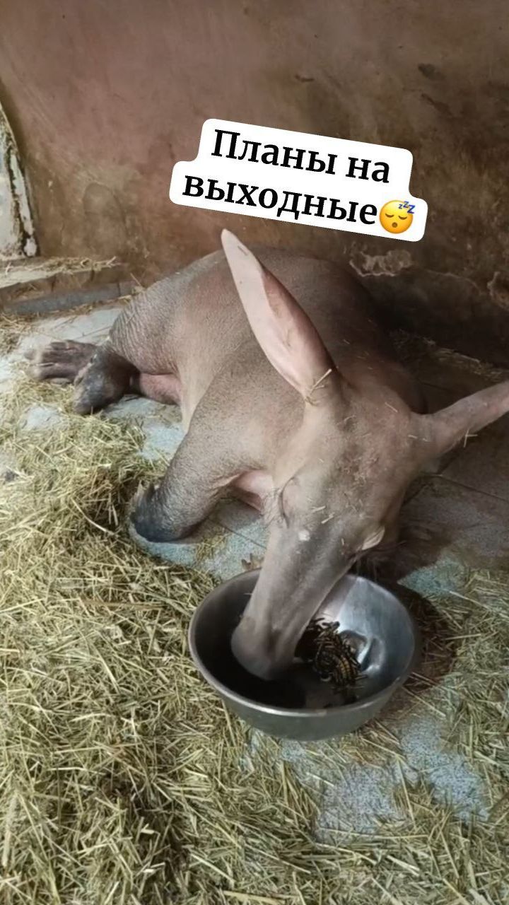 Планы на выходные