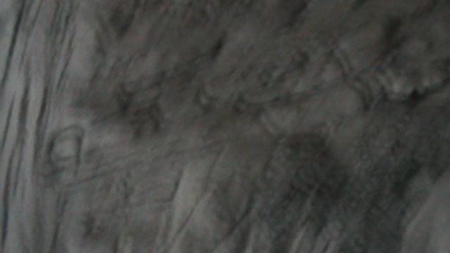 134з ДЕНДАРИ ПАРК СОЧИ