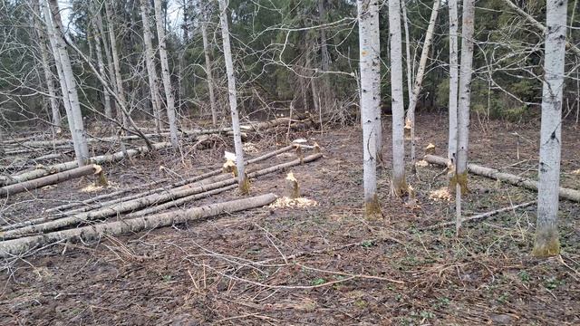 Бобры атакуют !!!!