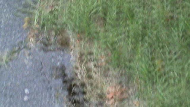 144з ДЕНДАРИ ПАРК СОЧИ