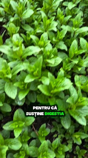  Moldova Recolta Agricultura Ploaie