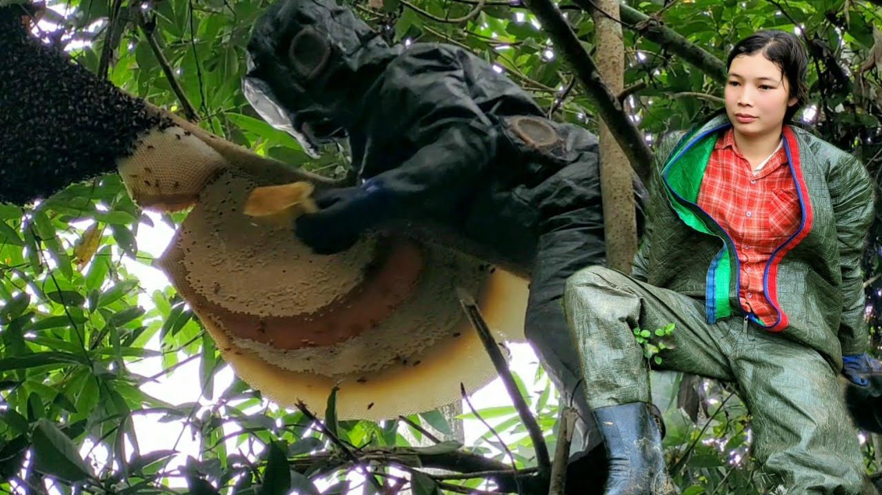Линь пошла в лес за побегами бамбука и наткнулась на гигантский улей.