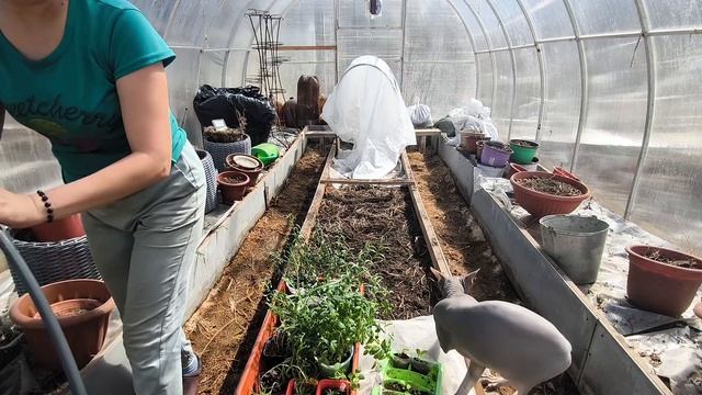 В Сибирь идёт жара. Рассаду на прогулку.