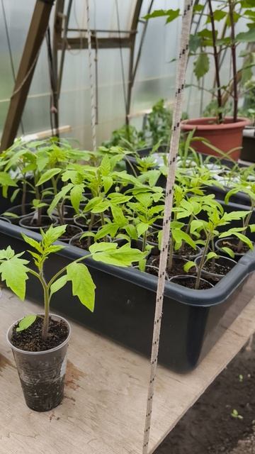 теплица осмотр рассады 24 апреля теплица дача садоводничество огород уходзатеплицей