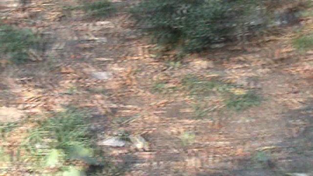 150з ДЕНДАРИ ПАРК СОЧИ