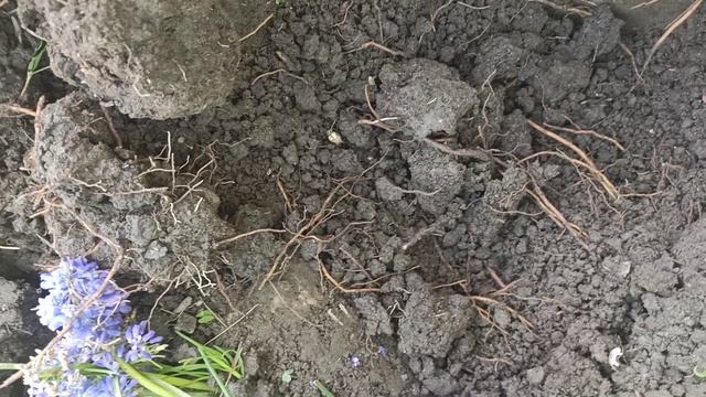 Понемногу обо всём. Подвязала розы клематисы.