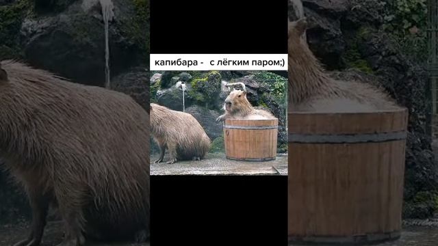 видосики с капибарой