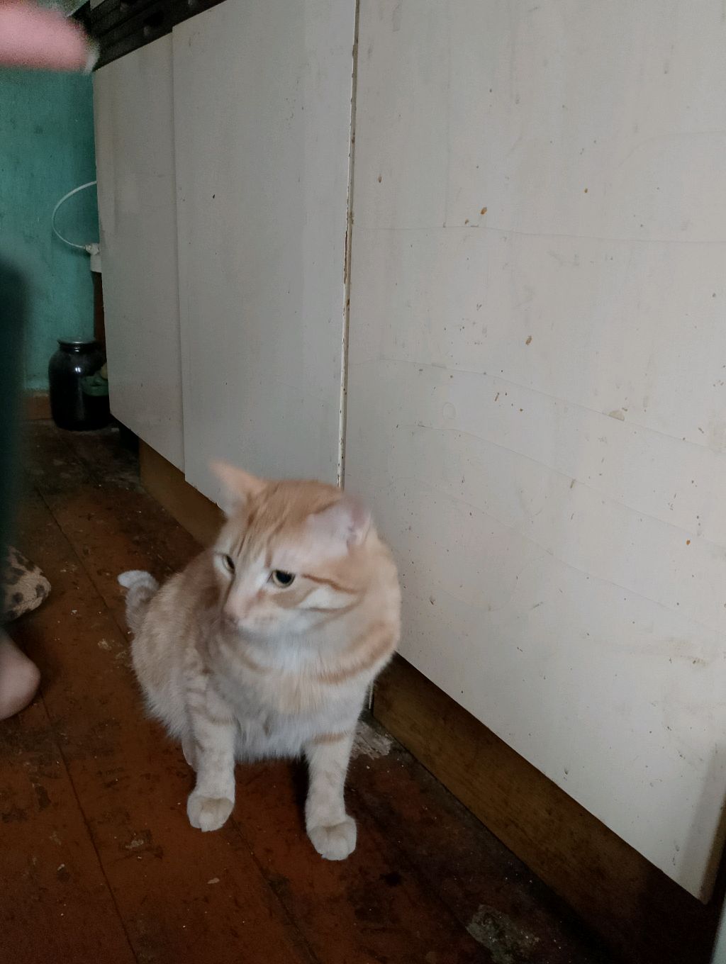 мой кот пушок