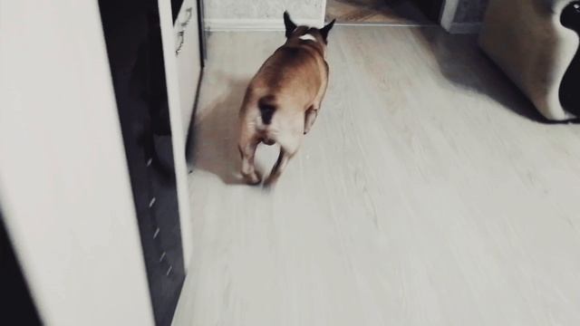 HwVideoEditor_2026_04_24_185639604.mp4