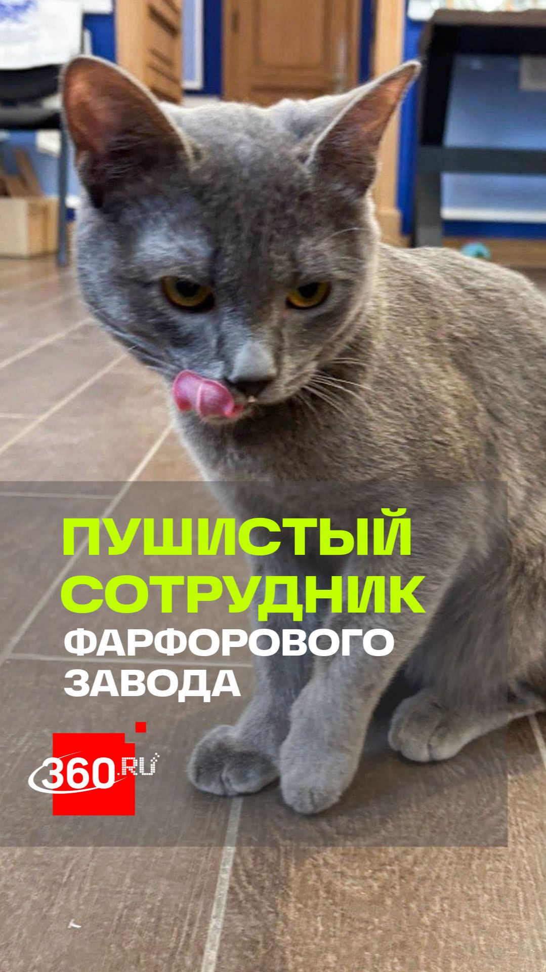 Замурчательный сотрудник появился во флагманском магазине Гжельского фарфорового завода в Москве