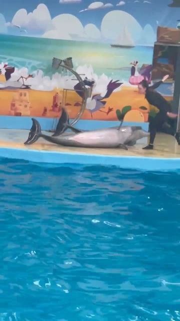 Дельфинарий в Анапе апрель 2026 год