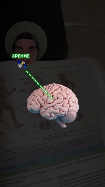 СКОЛИОЗ ЭТО МИФ?