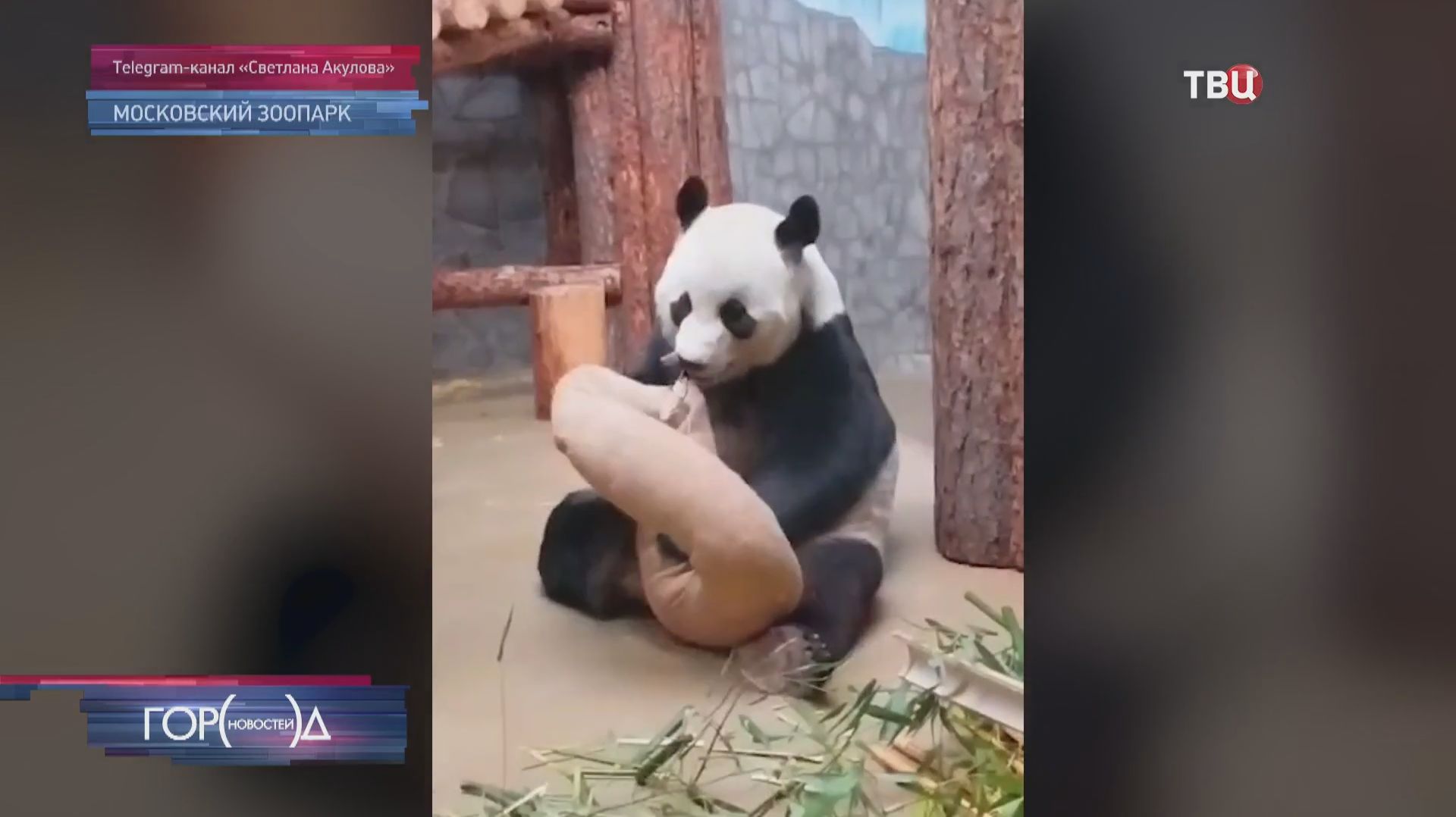 Панда Жуи в Московском зоопарке обзавелась новой игрушкой