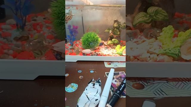 показываю моих морских животных