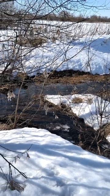 Ручей в поле