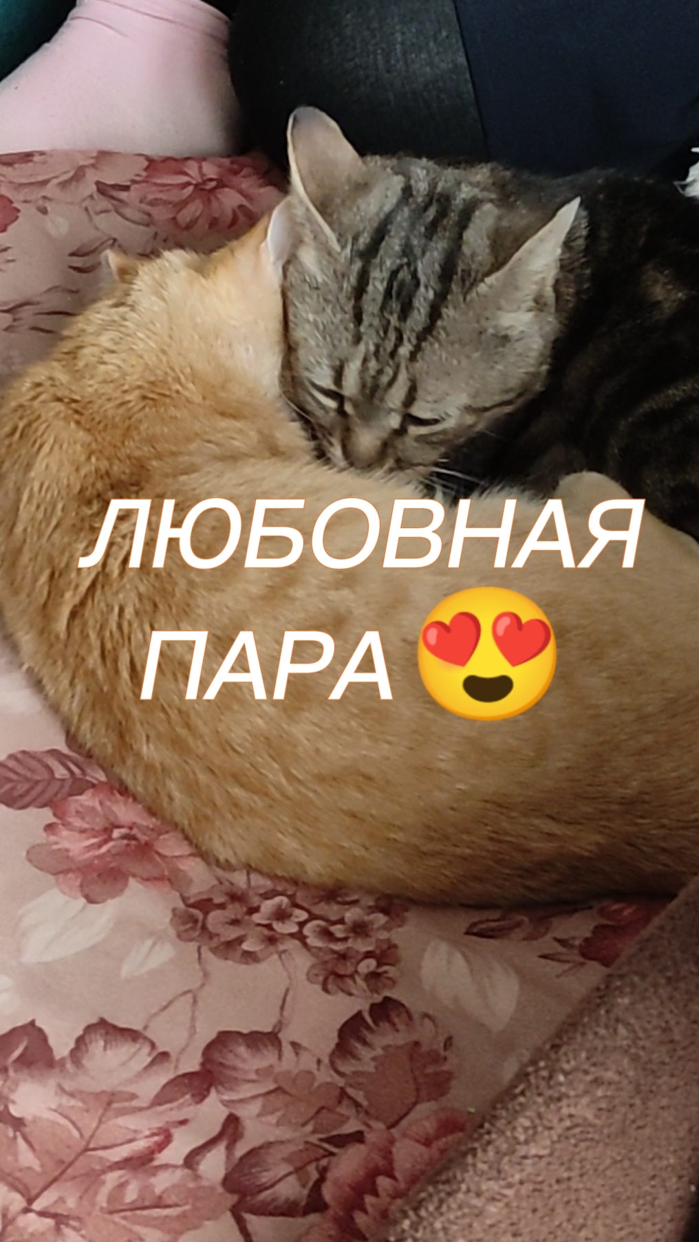 Семейная драма 