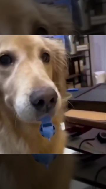 Он нашел свисток и не хочет его отпускать