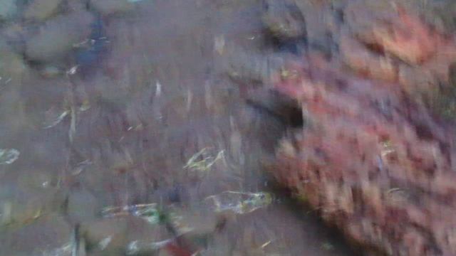 Пресноводный Крымский краб