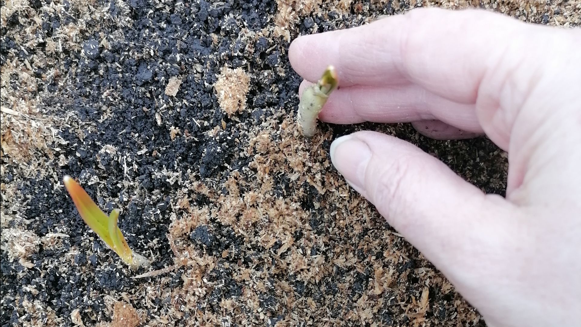  Чем подкормить чеснок весной?