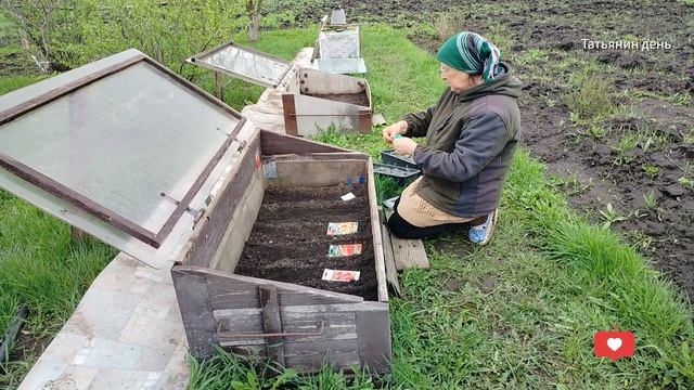 Дочка в гостяхи поработали и отдохнули Парник посеяла Скоро за цыплятами