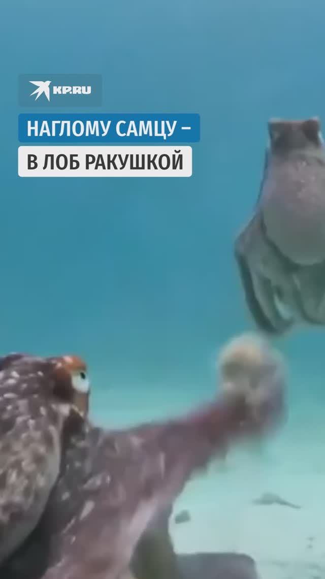 Наглому самцу  в лоб ракушкой