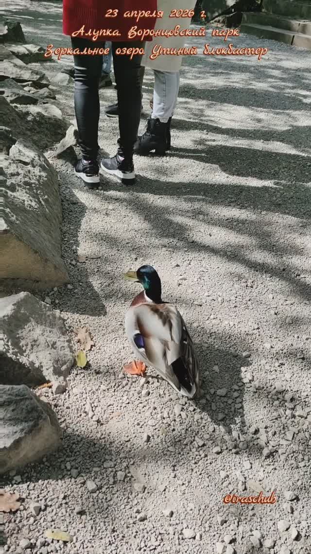 23 апреля 2026 г. Алупка. Воронцовский парк. Зеркальное озеро. Утиный блокбастер  ялта2026 алупка