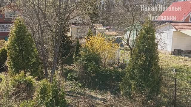 Дача 22 апреля 2026. Результаты зимовки морозники буйство хохлаток