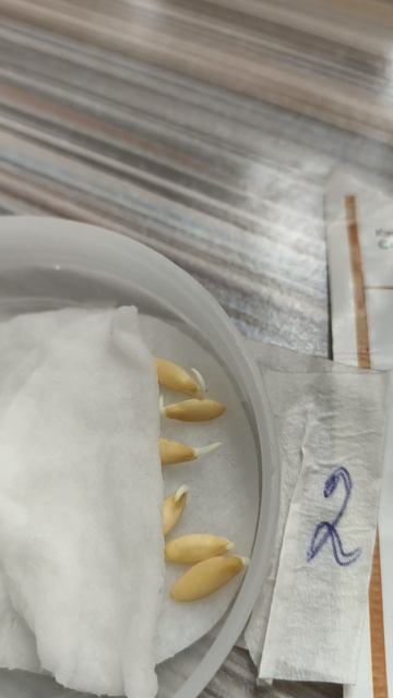 семена огурцов второй день прорасли 24 апреля теплица дача садоводничество огород уходзатеплице