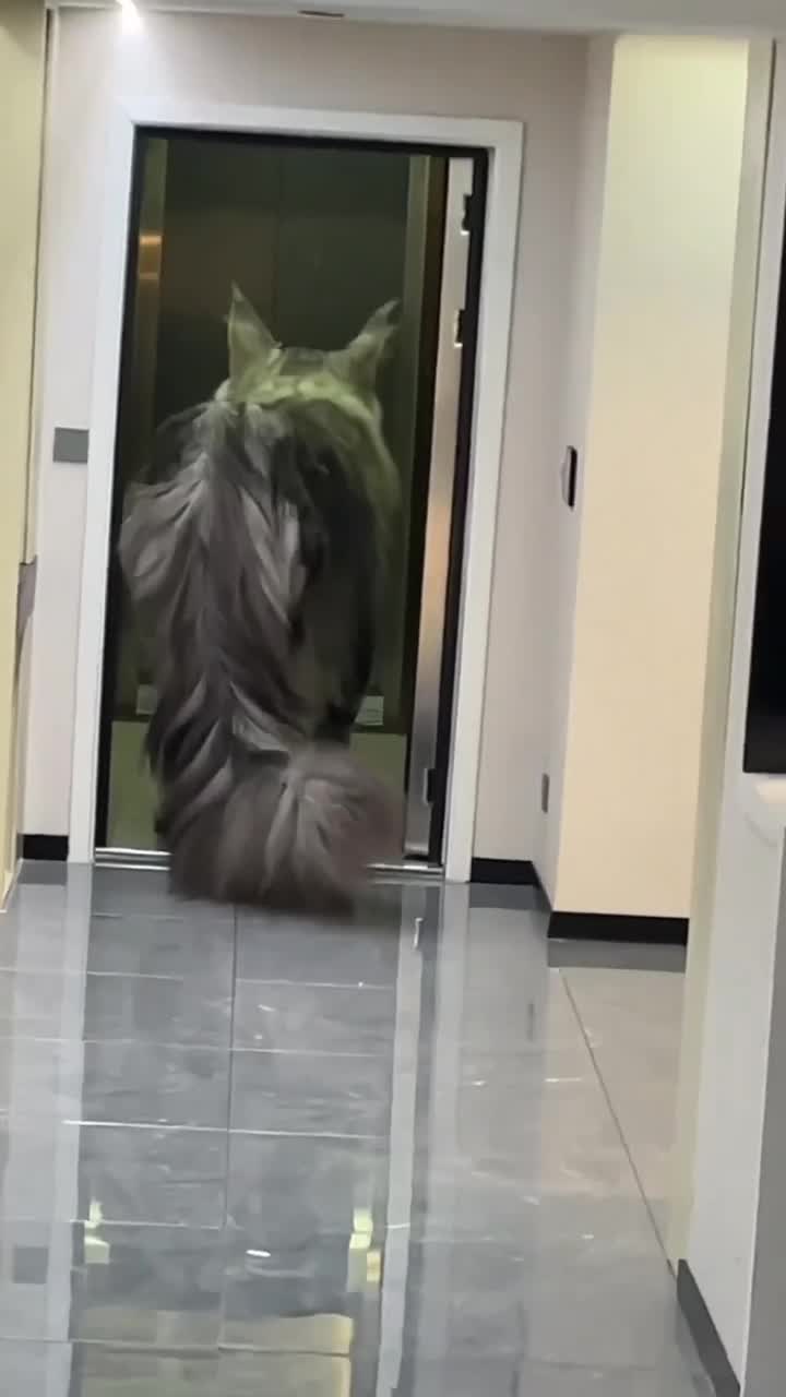 видео животные Милые