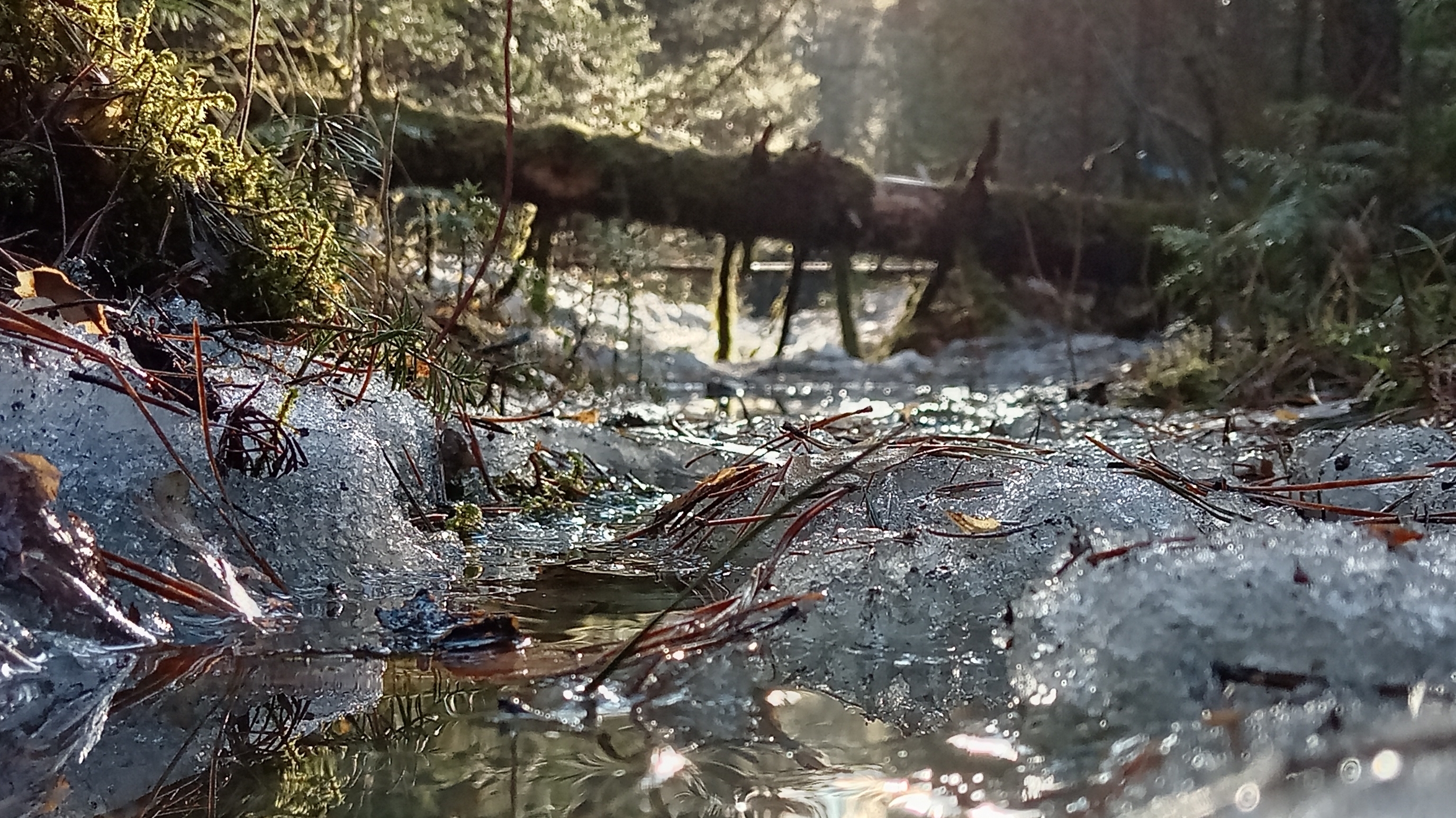 обзор леса чееееек