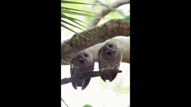 Братан-братан