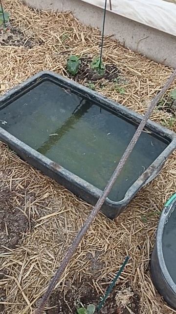 как выращивать огурец ы