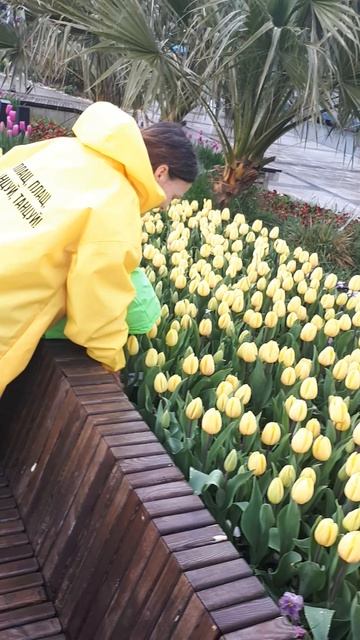 Тюльпаны на Советской площади в Ялте.Апрель 2026