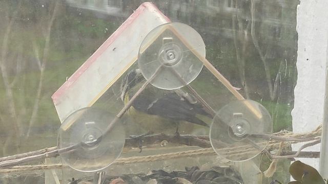 синички в апреле тоже прилетают на кормушку поесть семечек